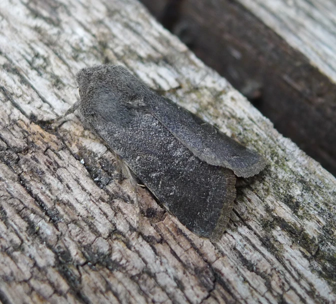 a moth is on top of a tree log