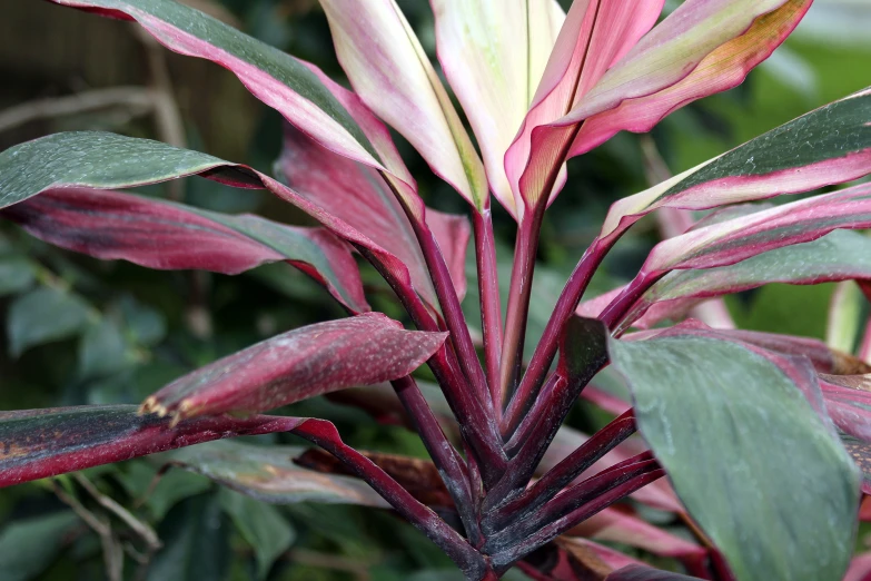 the beautiful red and green flower has long purple stalks