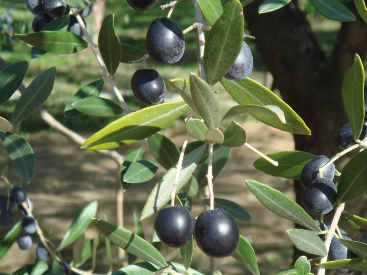 fresh blue berries are growing on the bush