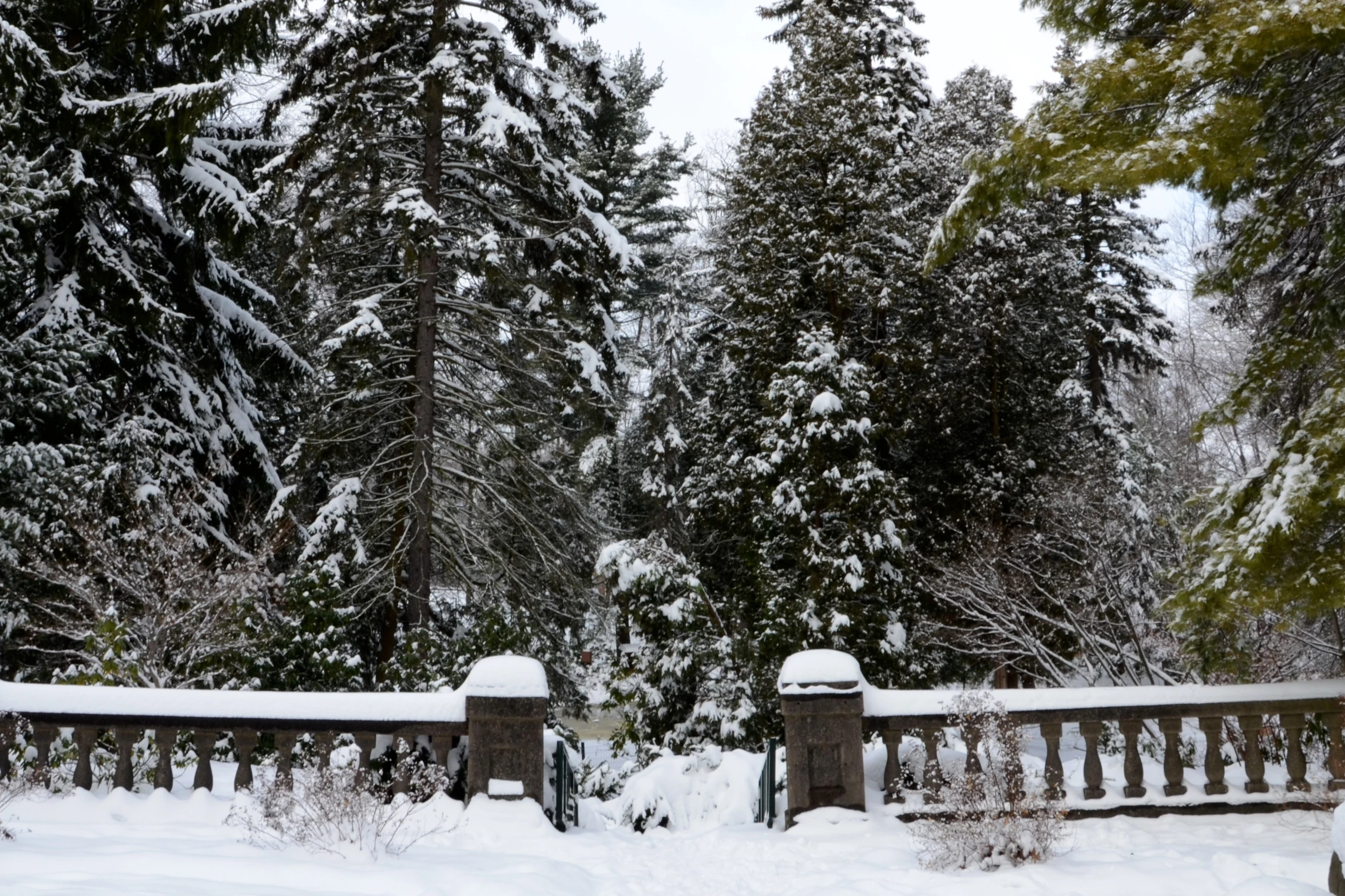 a bridge covered in snow near trees