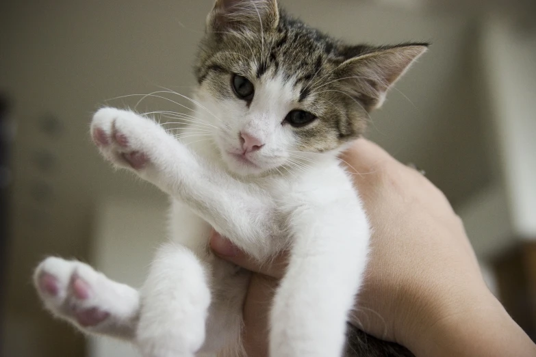 a cat that is holding a person's hand