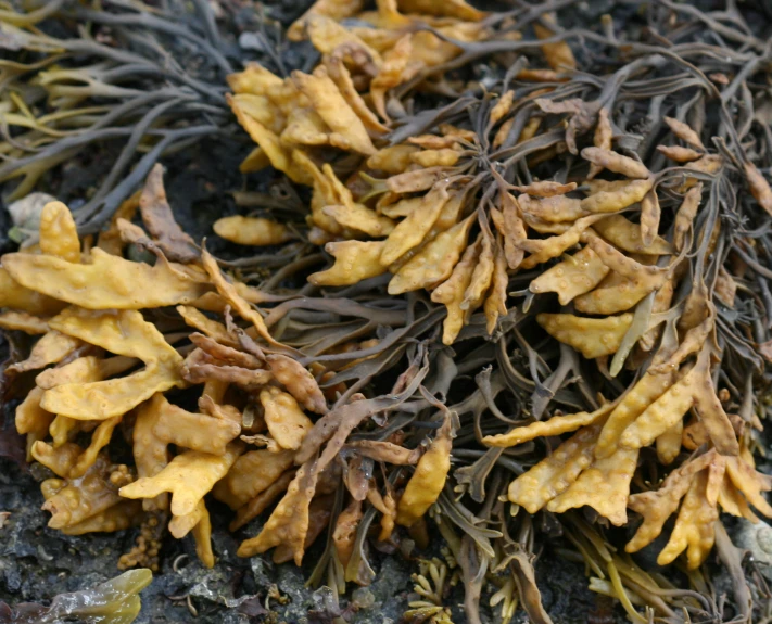 some seaweed is laying on the sand