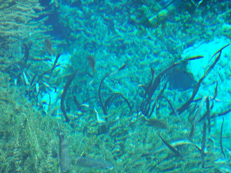 underwater view of plants and small fish in clear water