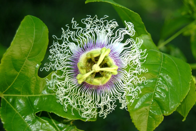 an unusual and pretty flower that has been bud opened