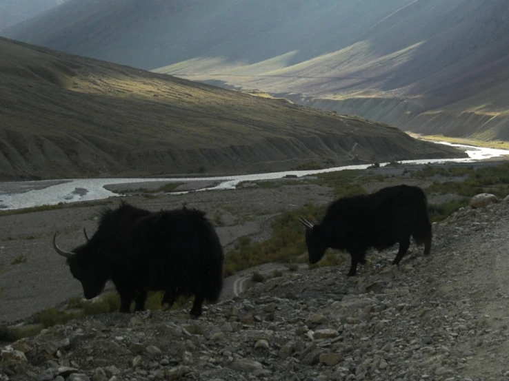 two bulls walk through a rocky area near a mountain