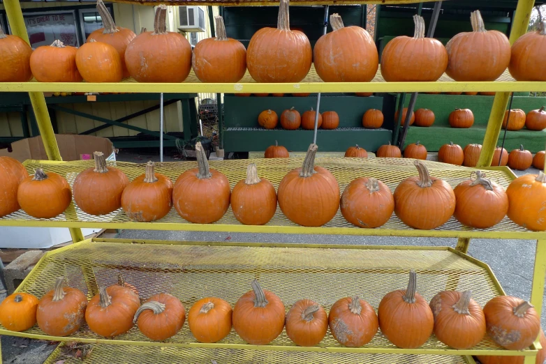 multiple pumpkins lined up on four metal racks