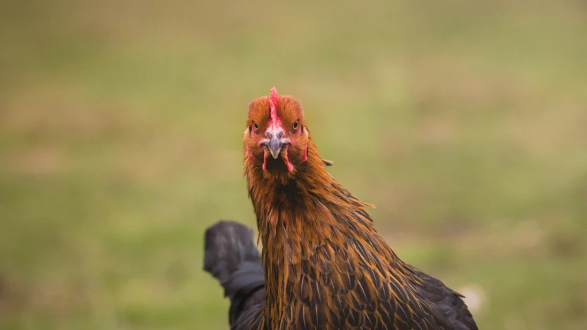 an orange and brown chicken with a red crest