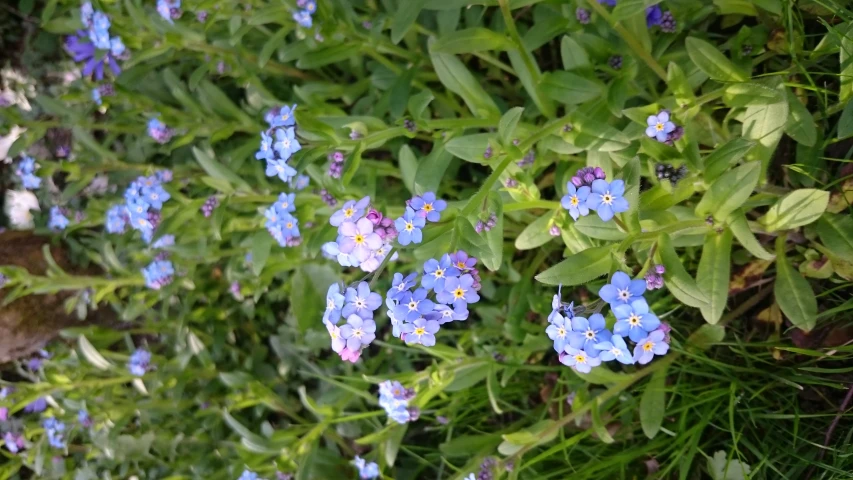 a flower is growing in the green grass