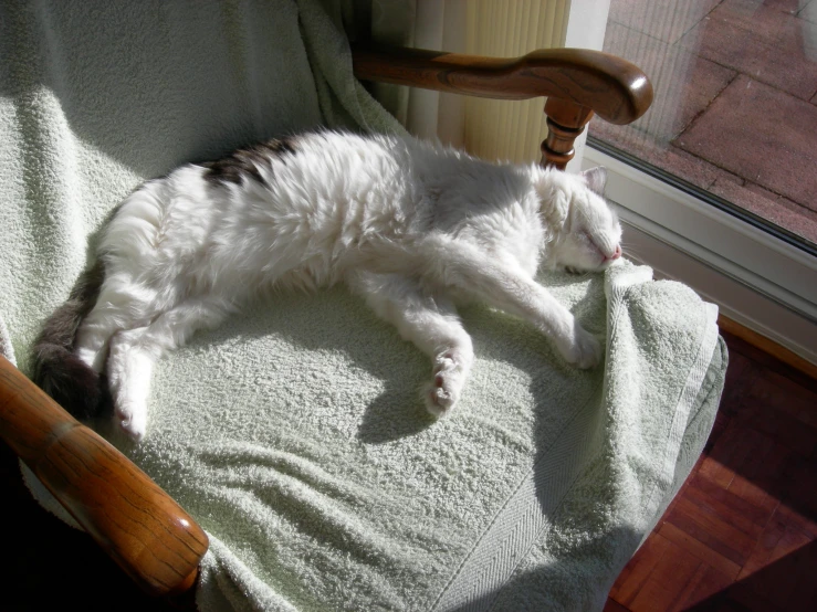 a cat sleeps in a chair next to a window