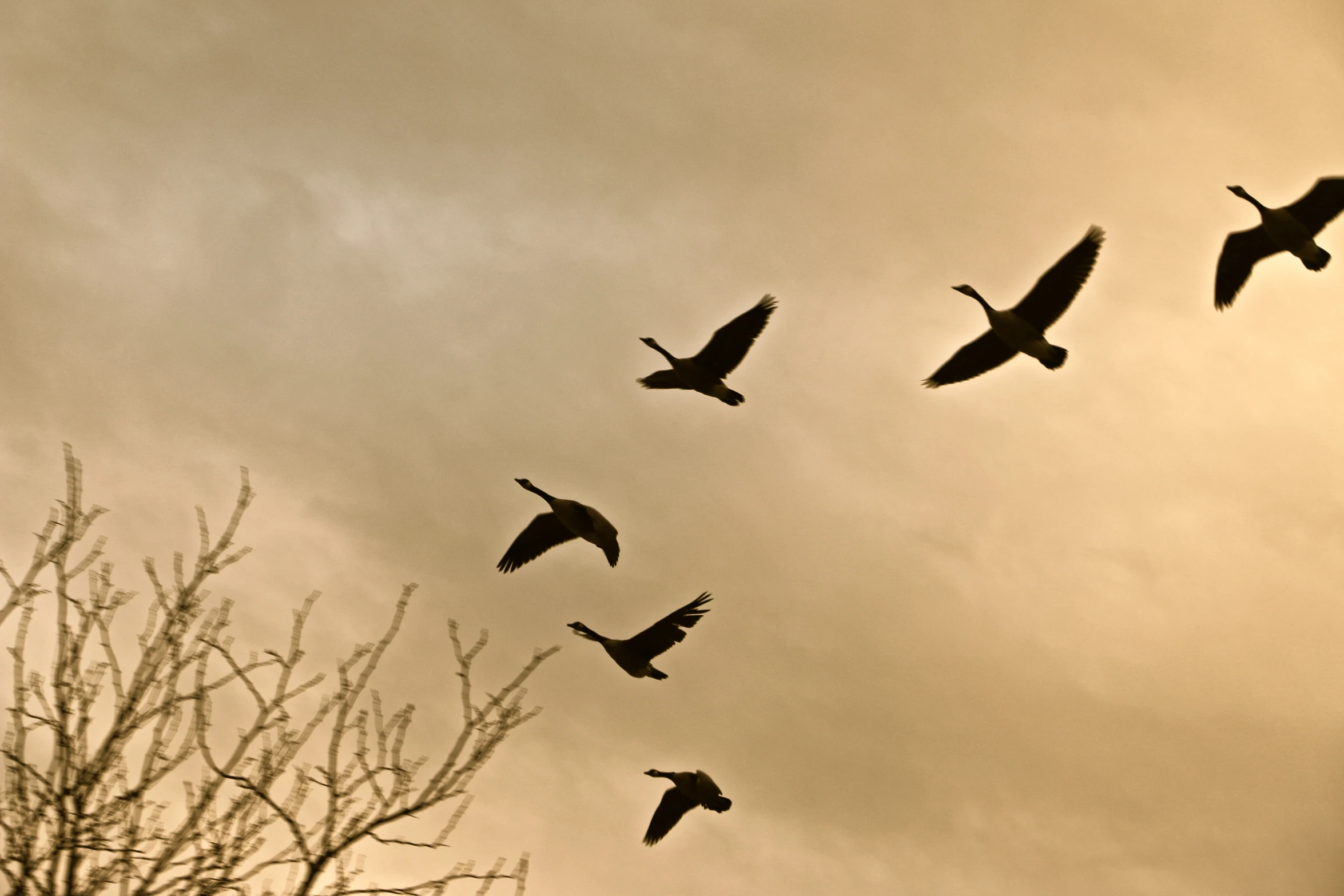 a flock of birds flying in a cloudy sky