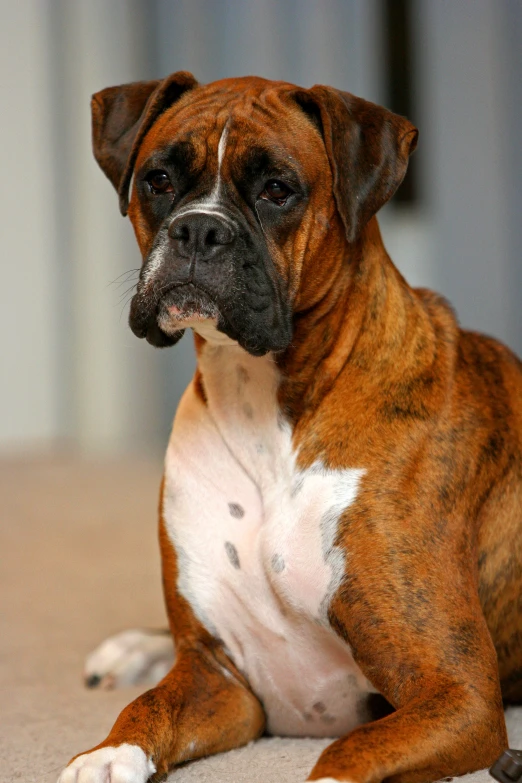 the boxer dog is laying on the floor