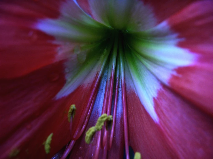 the middle section of a pink flower is very pretty