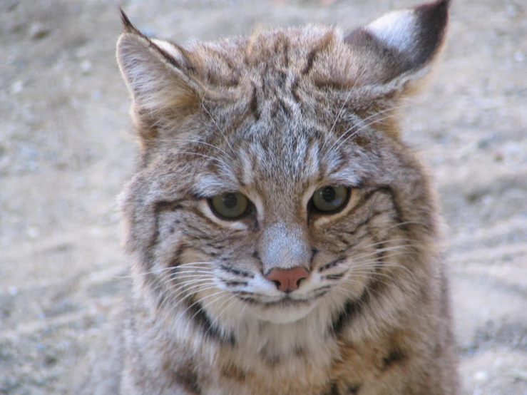 this is an image of a gray cat