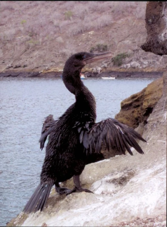 there is a large black bird with its wings spread