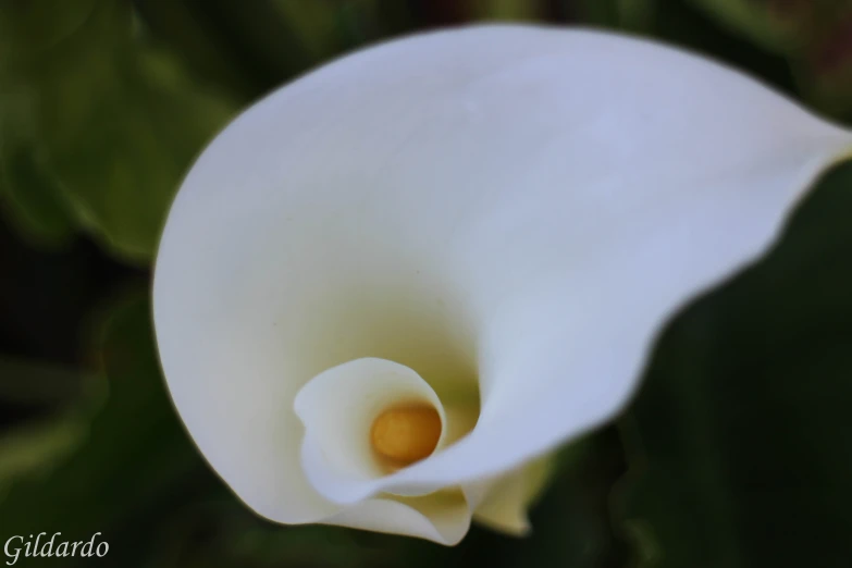 a close up of the petals on a white flower