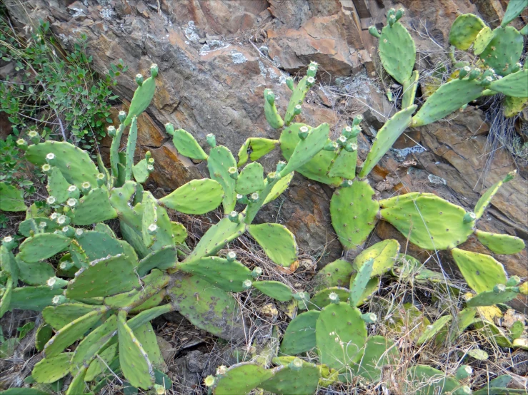 several cactus plants blooming next to a large rock formation