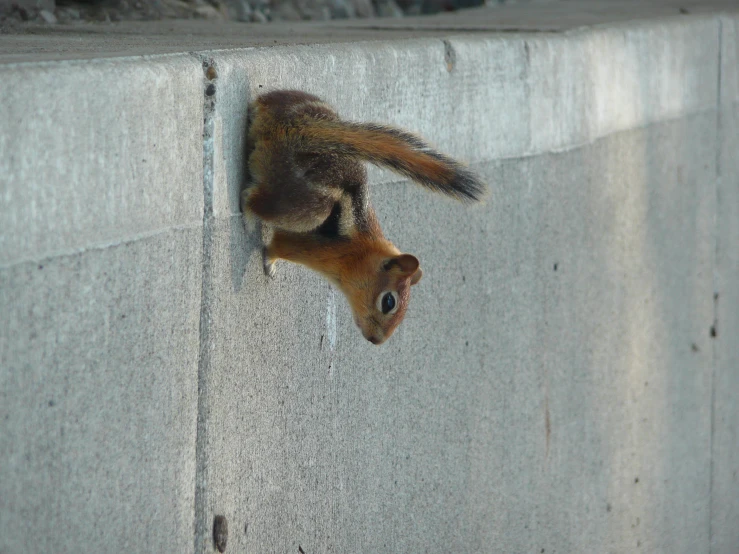 a brown and black squirrel on the ground