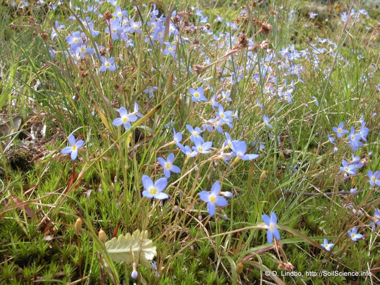 blue flowers grow in the grass next to a tree