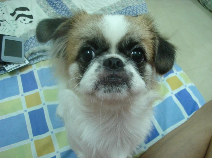 a small brown and white dog sitting on top of a bed