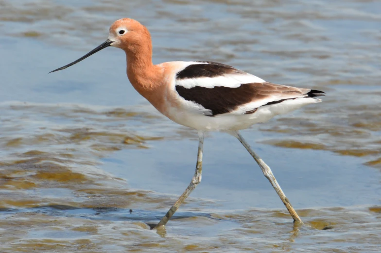 a bird walking across the water near a shore