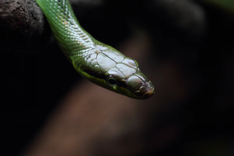 a green snake is coiled up on a nch