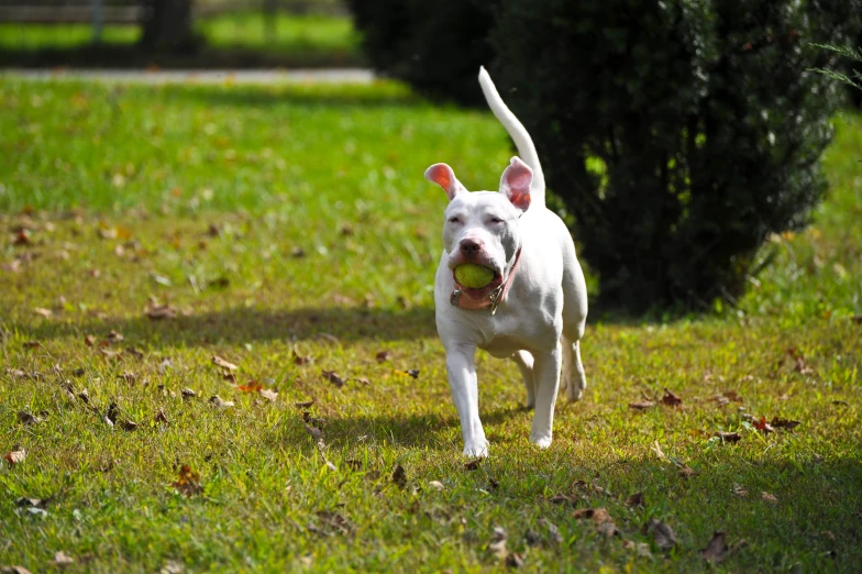 a white dog with a ball in its mouth walking through the grass