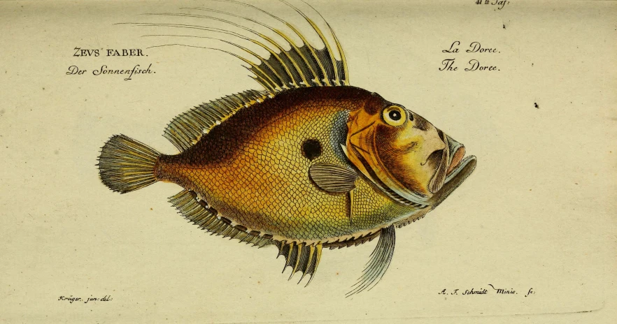 an image of a fish with various features