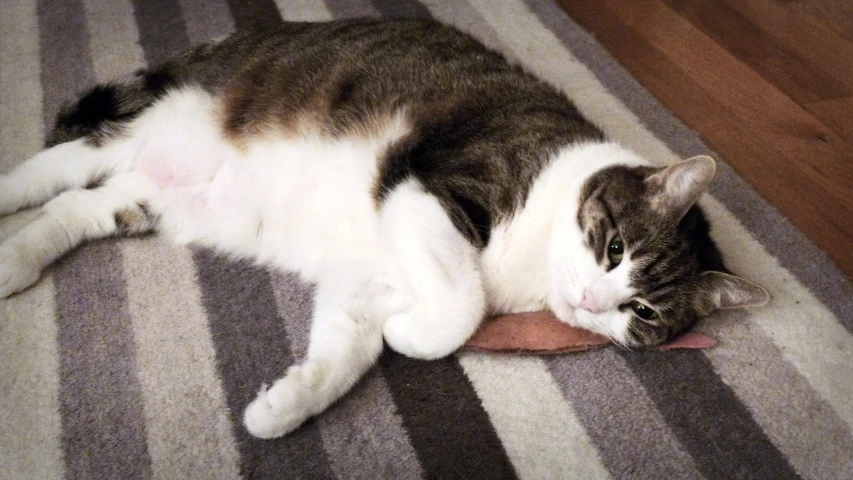 a striped cat sleeping on the carpet of a room