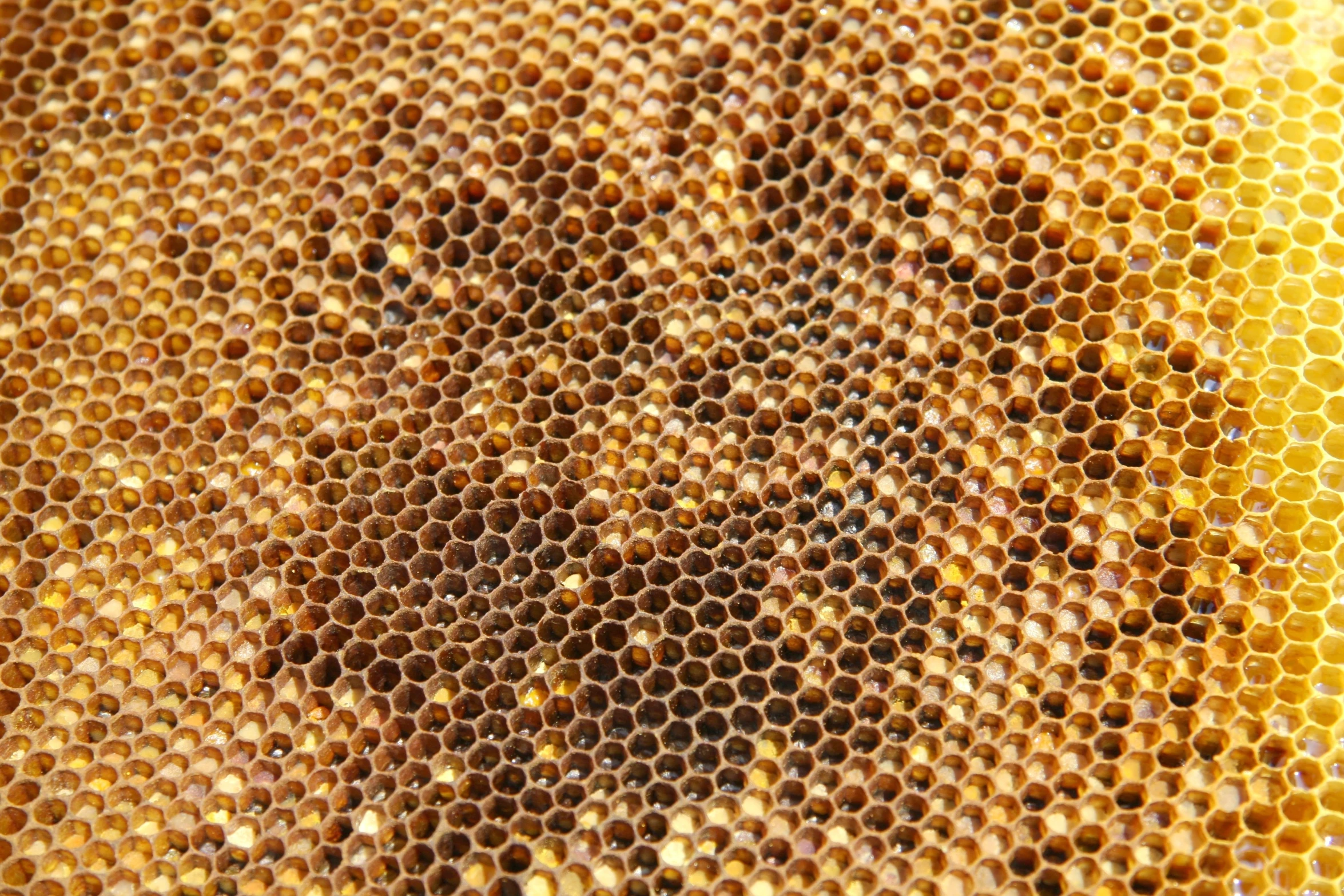 an array of honey combs on a beehive