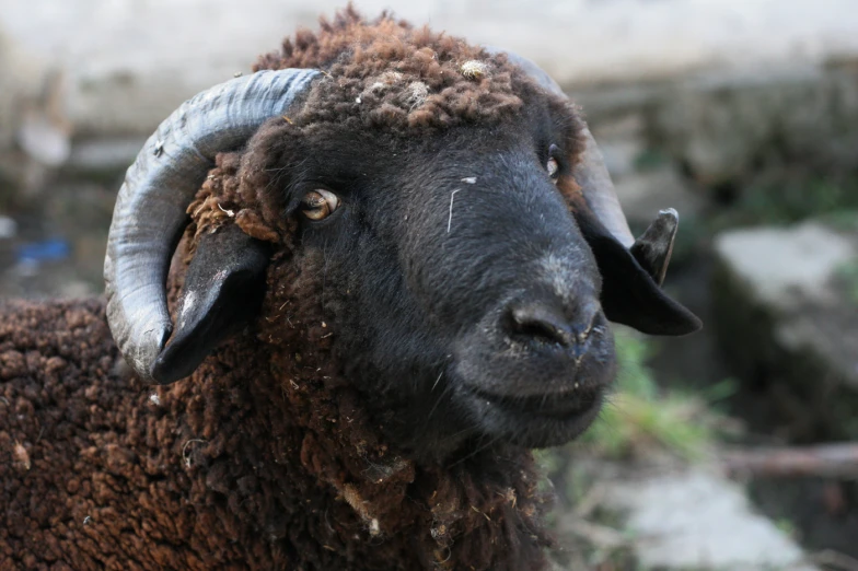 a sheep is looking directly in the camera