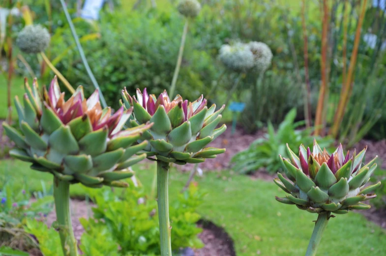 several green and red flowers in a garden