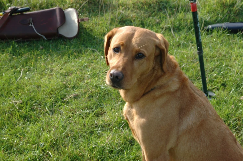 a brown dog sitting on top of a lush green field