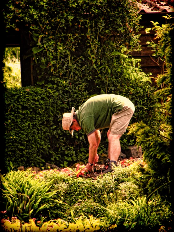 man standing outside tending to garden plants in the daytime