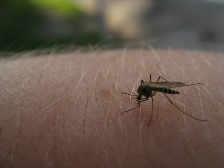 the mosquito has very long legs and is brown