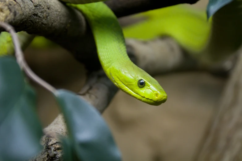 a green snake is climbing a tree nch