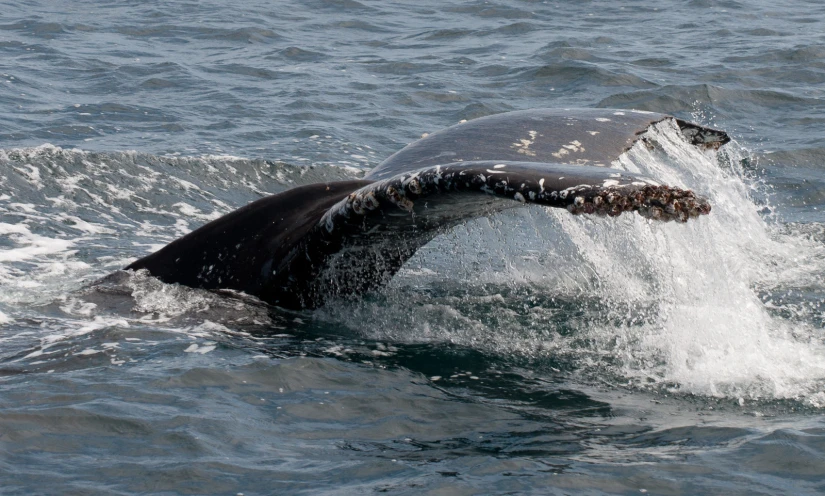 the tail of a whale is spewing at the surface of the water