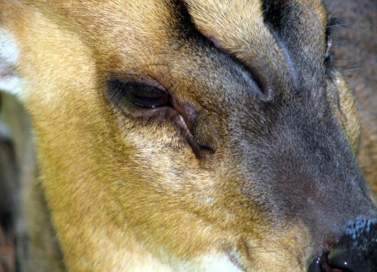 a close up image of an animal with its eyes closed