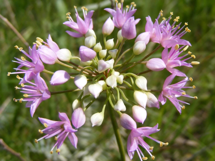 an image of a flower with many blossoms