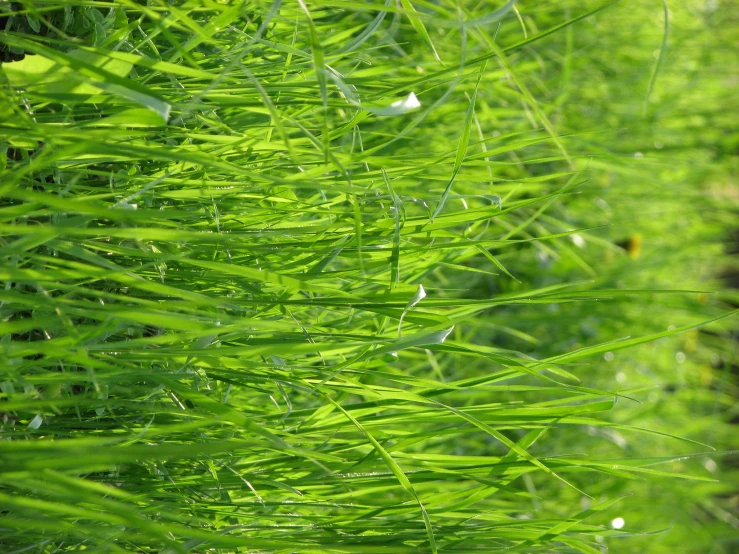 the green grass is growing very high