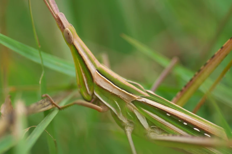 a closeup of grasshoppers walking in the grass