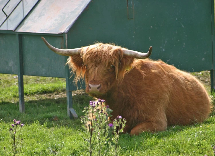 a large bull sitting on top of a lush green field