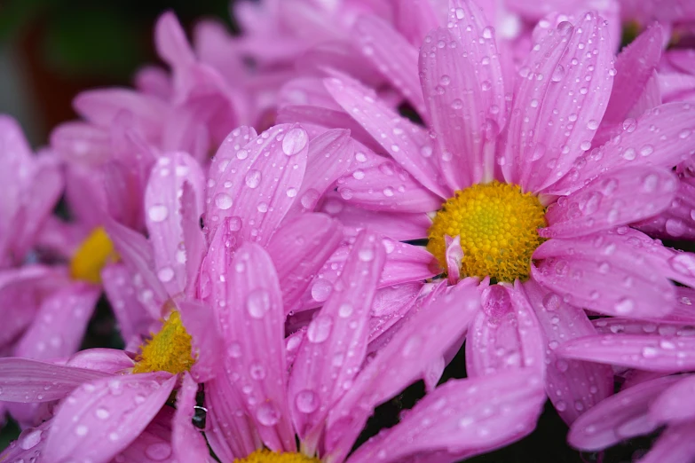 flowers with water droplets on them are seen in this picture