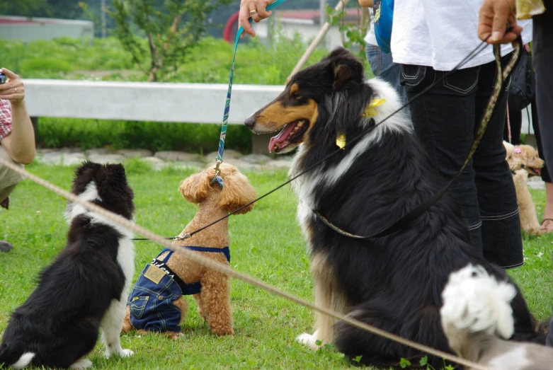 several dogs sit on their leashes in the grass