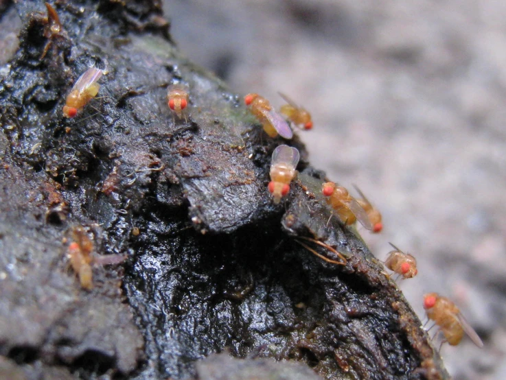 some red bugs with small black spots in a rock