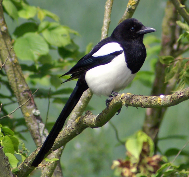 a small black and white bird sitting on top of a tree nch