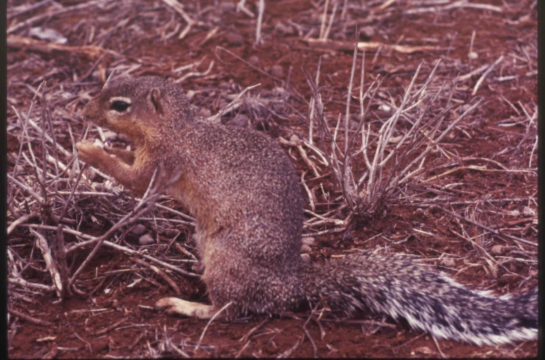 a squirrel sits on the ground with its front legs up