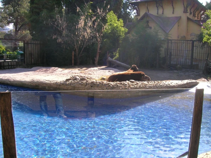 a dog that is laying down in a pool