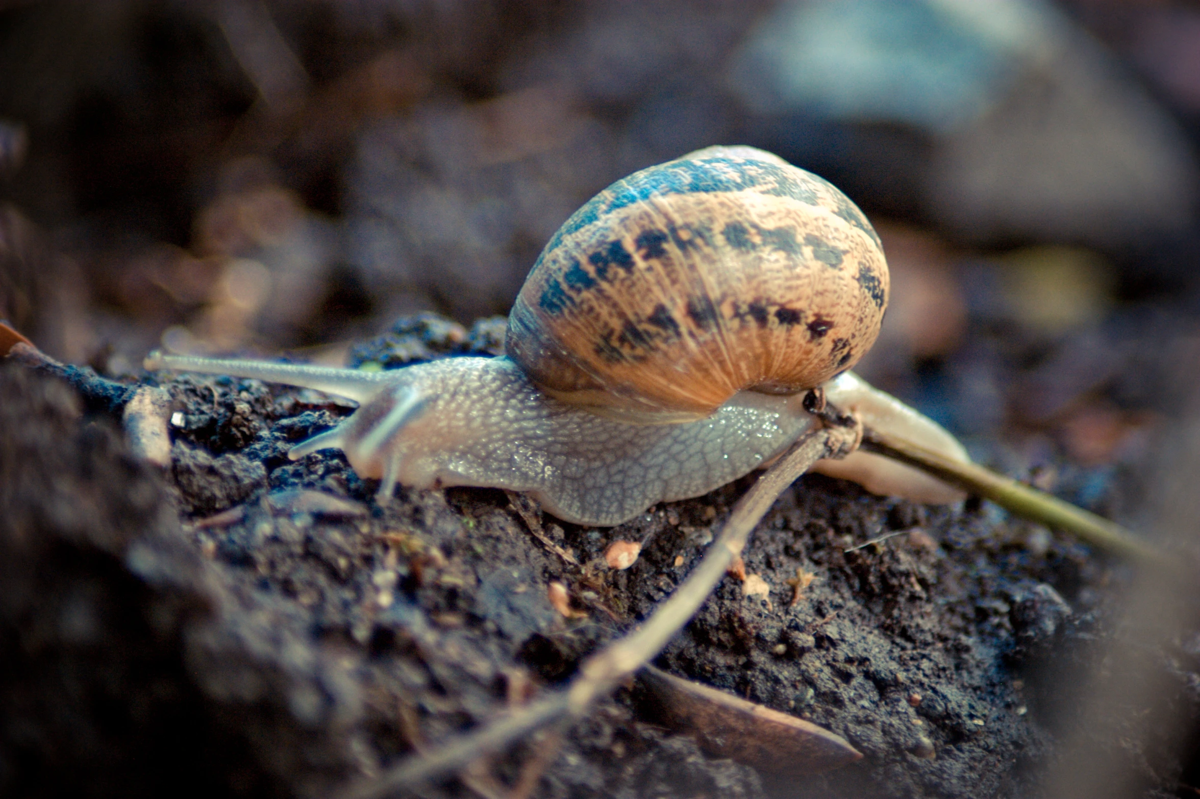 a snail with stripes and a blue shell crawling on a dirt hill