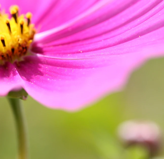 pink flower with a yellow stamen in focus