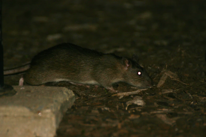 a rat is crawling on the ground near the light